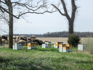 Bees were swarming around the hives and us