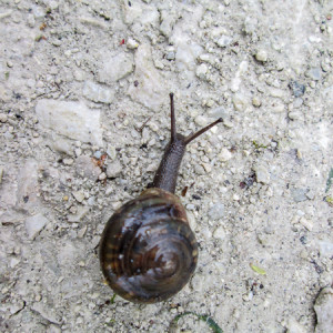 A trail snail caught as he was rushing off