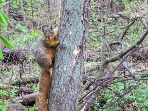 A fox squirrel took great interest in us