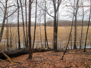 Mentor Marsh covered with chopped-down Phragmites