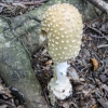 09-mushroom