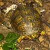30-box-turtle