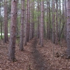 23-scenic-pine-grove