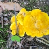 06-bracket-fungi