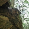 07-tree-clinging-to-ledge