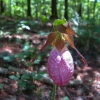 16-pink-ladys-slipper