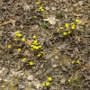 10-coltsfoot