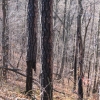 18-badly-scorched-trees