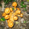 29-colorful-fungi