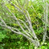 28-lichen-laden-tree