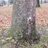 15-tree-with-ingrown-spigot-in-eastwood-metropark