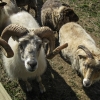 22-nice-horns