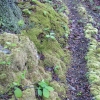 38-moss-lined-trail