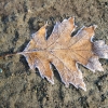 41-frosty-oak-leaf