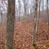 02-aep-with-thick-carpet-of-leaves