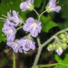 21-wild-geranium