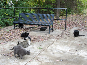 All the cats we were able to wrangle into a photo