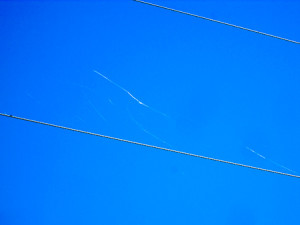 Silken webs dancing on power lines