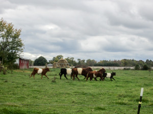 Oreo cows