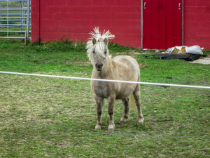Even horses have bad hair days
