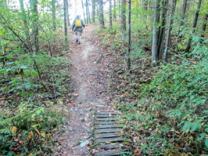 Thorn Mountain Bike Trail with lots of exposed tree roots