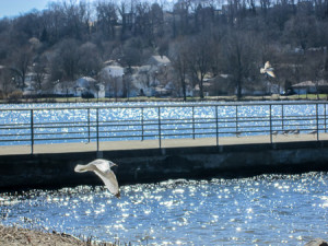Seagulls at Summit Lake