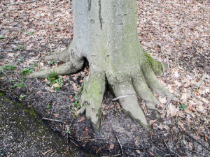Birch tree toes?